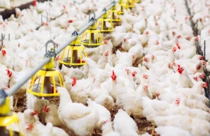 Poultry